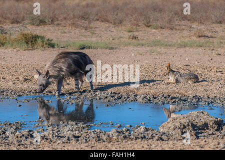 Braune Hyäne (zerbeissen Brunnea) oder braune Hyäne und Black-backed Jackal (Canis Mesomelas) am Wasserloch, Kgalagadi Transfrontier Park Stockfoto