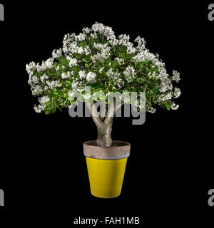 Eine Topfpflanze von einer blühenden Crassula Ovata, allgemein bekannt als Jade-Anlage, fotografiert im Studio auf einem schwarzen Hintergrund. Stockfoto