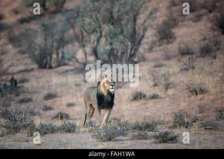 Löwe (Panthera Leo), Männlich, Kgalagadi Transfrontier Park, Northern Cape, Südafrika Stockfoto