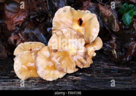 Eine Gruppe von Pilzen wächst gegen einen umgestürzten Baum im Wald Stockfoto