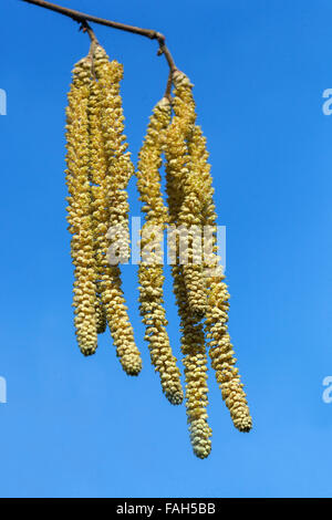 Corylus avellana Common Hazel Catkins Pollen tragen Catkins Stockfoto