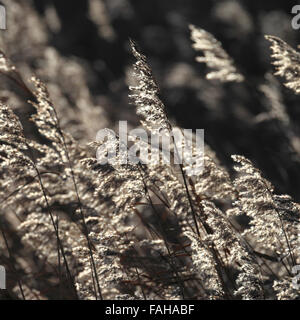 Schilf wächst in Sümpfen an der Küste von Norfolk. Stockfoto