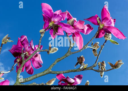 Magnolia Soulangeana mit lila rosa Blüten Stockfoto