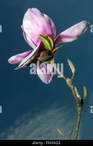 Magnolia soulangeana Knospe, rosa Blume, Knospen gegen blauen Himmel Stockfoto