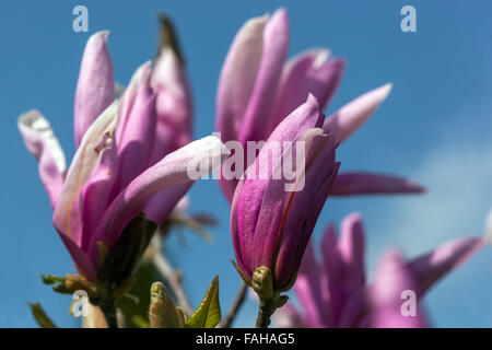 Pinke Magnolia soulangeana Baumknospen Frühlingslila Blüten blühen Stockfoto