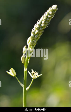 Bad Spargel (Ornithogalum Pyrenaicum). Eine Pflanze in der Familie Asparagaceae, Selbert verstreut rund um die Stadt Bath Stockfoto