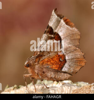 Lila Dorn Motte (Selenia Tetralunaria). Eine wunderschön farbigen Motte mit der Unterseite der Flügel sichtbar Stockfoto
