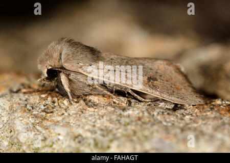Kleinen Quäker Motte (Orthosia Cruda). Eine Motte, die früh im Jahr, in der Familie Noctuidae fliegt Stockfoto