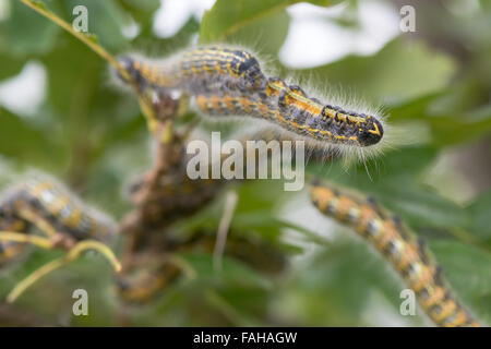Buff-Tip (Phalera Bucephala) Raupen. Raupen in der Familie Notodontidae Fütterung auf Türkei Eiche (Quercus Cerris) Stockfoto