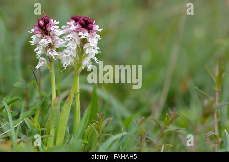Verbrannt-Tip Orchidee (Orchis Ustulata) in Blüte. Eine schöne und seltene Orchidee (Familie Orchidaceae) wächst in eine Hülle und Fülle in welken Stockfoto