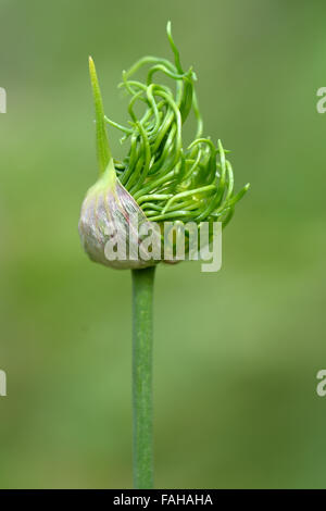 Wilde Zwiebel (Allium Vineale) im Keim zu ersticken, zu blühen. Eine Pflanze in der Blüte Amaryllisgewächse und wilden Verwandten des Gemüses Stockfoto