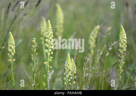 Wilde Mignonette (Reseda Lutea) auf einer englischen Wiese blühen. Eine Pflanze in der Familie Resedaceae Stockfoto