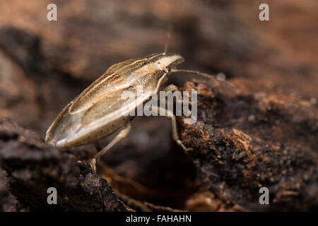 Bischöflichen Mitra Shieldbug (Aelia Acuminata). Eine markante Shieldbug (Familie Pentatomidae) unter Boden Stockfoto