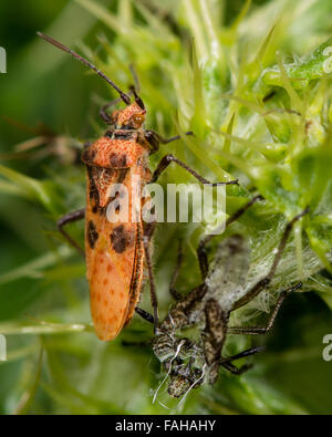 Frisch gehäutet Fehler Corizus Hyoscyami Bug neben exuvium Stockfoto