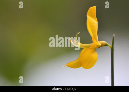 Ginster (Cytisus Scoparius) Blume. Eine einzelne gelbe Blüte dieser Pflanze in der Familie der Erbse (Fabaceae) Stockfoto