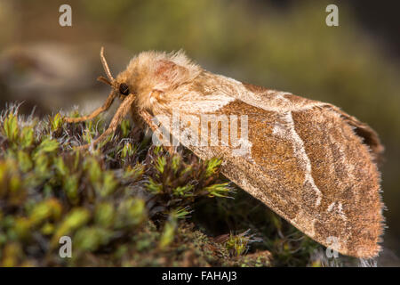 Orange rasche Motte (Triodia Sylvina). Eine weibliche Motte in der Familie Hepialidae in Ruhe Stockfoto