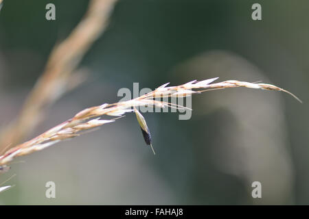 Mutterkorn (Claviceps Purpurea). Ein Pilz in den Familien Clavicipitaceae Fruchtkörper auf Rasen in Somerset, Großbritannien Stockfoto