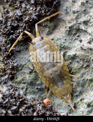 Gemeinsamen Meer Slater (Ligia Oceanica). Ein reichlich littoral Assel (Isopoden Krustentier) auf britischen und europäischen Felsküsten Stockfoto