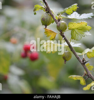 Stachelbeere (Ribes Uva-Crispa) Strauch wächst wild in einem britischen Holz vor aus Fokus Himbeeren Stockfoto