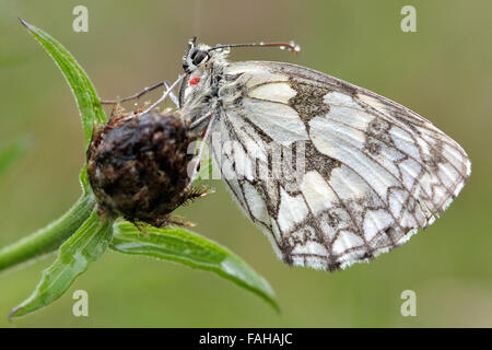 Marmorierte weißer Schmetterling im Regen (Melanargia Galathea) mit Unterseite mit roten parasitäre Milben sichtbar. Stockfoto