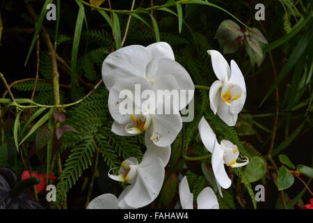 Weiß gelb Orchideen auf Ast Stockfoto