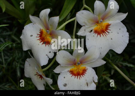 Klein weiß gelb rot Orchideen auf Zweig Stockfoto