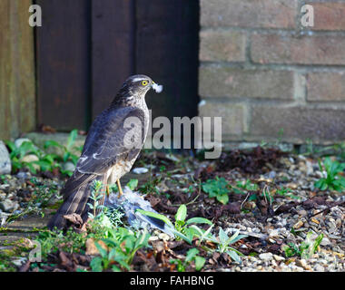 Weibliche Sparrowhawk Accipiter Nisus mit Beute in einem Hause Einfahrt. Stockfoto