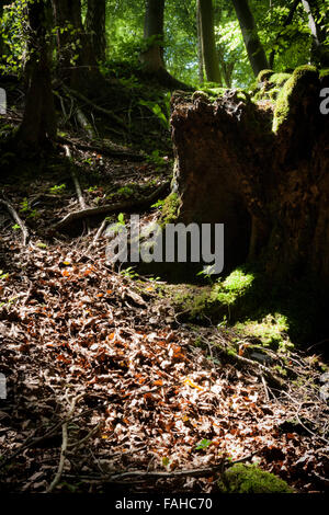 Mystische aussehende Waldweg Stockfoto