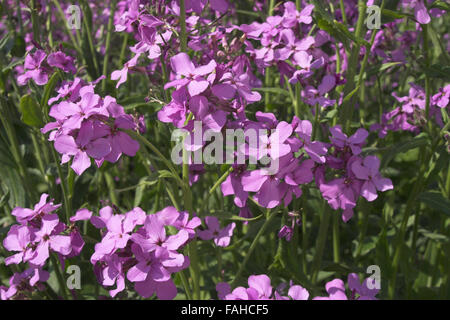 Seniorin violett, Sweet Rakete, Gewöhnliche Nachtviole, Nacht-Viole, Matronenblume, Hesperis Matronalis, Julienne des dames Stockfoto