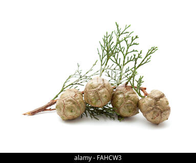 kleiner Zweig der Zypresse mit grünen Kegel isoliert auf weiss Stockfoto