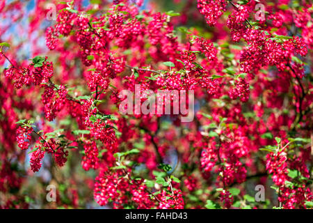 Ribes Sanguineum "Koja" Johannisbeere Stockfoto