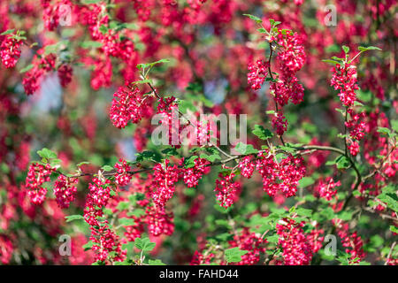 Red Ribes sanguineum 'Koja' Johannisbeere Stockfoto