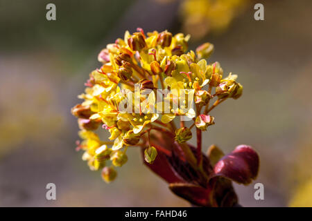 Acer plantanoides, Crimson King, Norwegen Ahorn blüht im Frühling Stockfoto