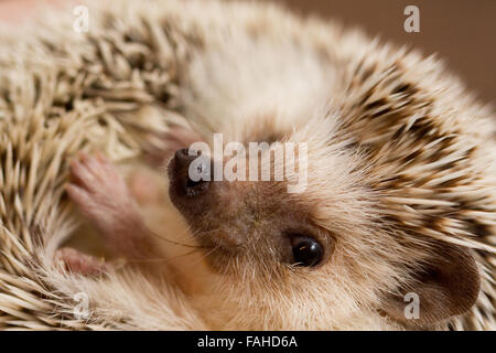 Afrikanische Pygmy Hedgehog zusammengerollt Stockfoto