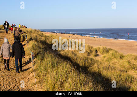 Menschenmassen auf den Dünen; Kegelrobben, Pferdchen, Norfolk Ostküste Stockfoto