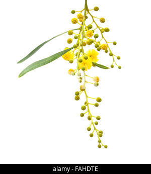 gelbe flauschige Blüten von Acacia Cyanophylla isoliert auf weiss Stockfoto