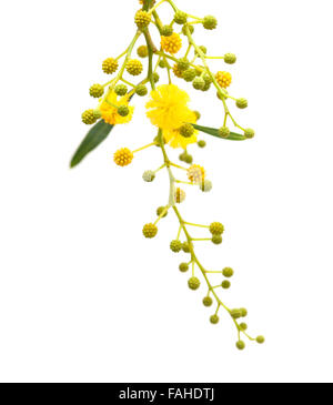 gelbe flauschige Blüten von Acacia Cyanophylla isoliert auf weiss Stockfoto