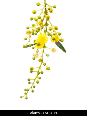 gelbe flauschige Blüten von Acacia Cyanophylla isoliert auf weiss Stockfoto