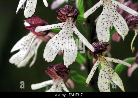 Lady Orchidee (Orchis Purpurea) in Blüte Stockfoto