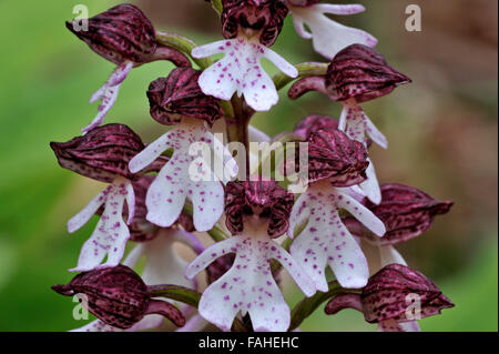 Lady Orchidee (Orchis Purpurea) in Blüte Stockfoto