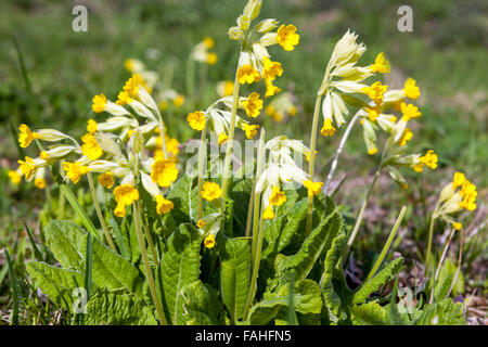 Primula veris. Kuhslip Blumen Frühling Garten Rasen Stockfoto