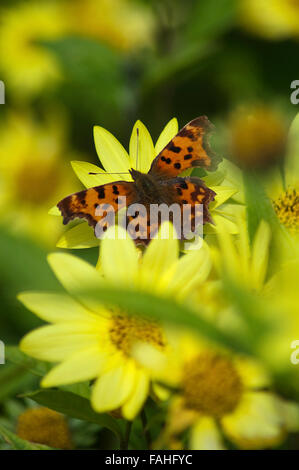 Komma Schmetterling (Polygonia c-Album) Stockfoto