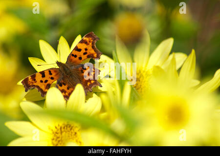 Komma Schmetterling (Polygonia c-Album) Stockfoto