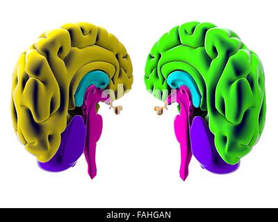 Gehirn, Abschnitt, Abteilung, Schneidwerkzeuge, Anatomie-Studie Stockfoto