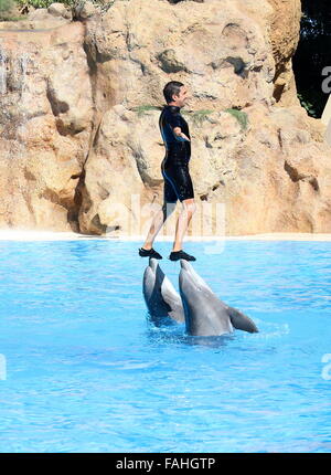 Tümmler im Loro Parque Zoo & Marine Park in Puerto De La Cruz, Teneriffa, Spanien Stockfoto