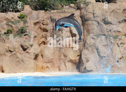 Tümmler tun einen Purzelbaum im Loro Parque Zoo & Marine Park in Puerto De La Cruz, Teneriffa, Spanien Stockfoto