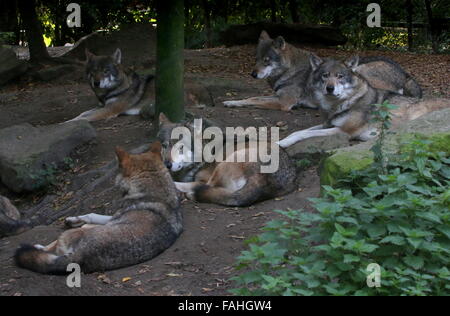 Europäische grau Wolfsrudel (Canis Lupus) auf dem Boden im Blijdorp Zoo von Rotterdam Stockfoto