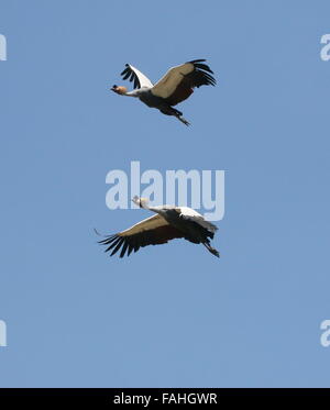 Paar der afrikanischen grau gekrönte Kräne (Balearica Regulorum) im Flug Stockfoto