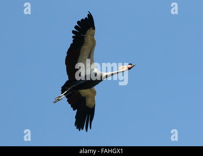 Afrikanische Grau gekrönter Kran (Balearica Regulorum) im Flug Stockfoto