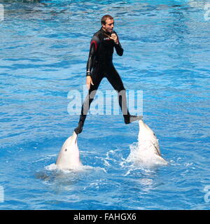 Trainer mit großen Tümmlern im Loro Parque Zoo & Marine Park in Puerto De La Cruz, Teneriffa, Spanien Stockfoto